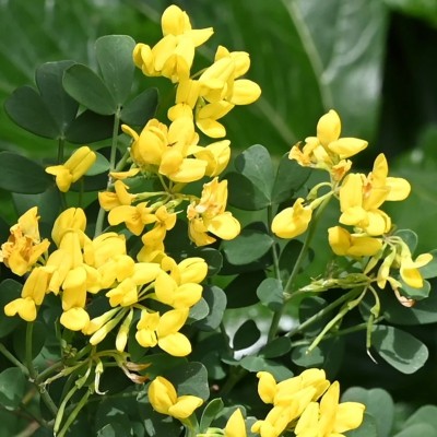 40pz Pianta Coronilla Emerus - Cespugli