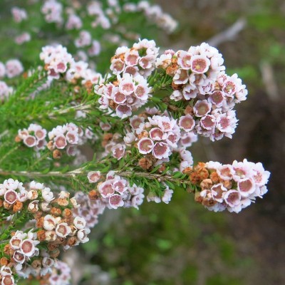 40pz Pianta Thryptomene - Cespugli