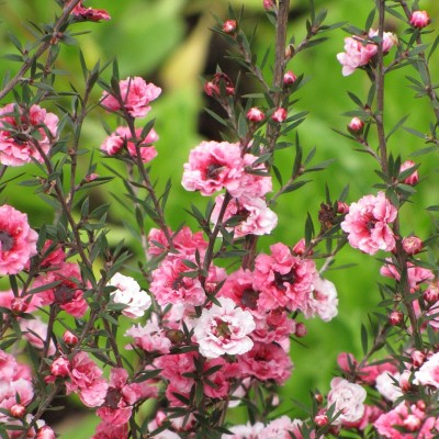 40pz Pianta Leptospermum - Cespugli