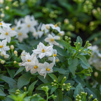 solanum jasminoide