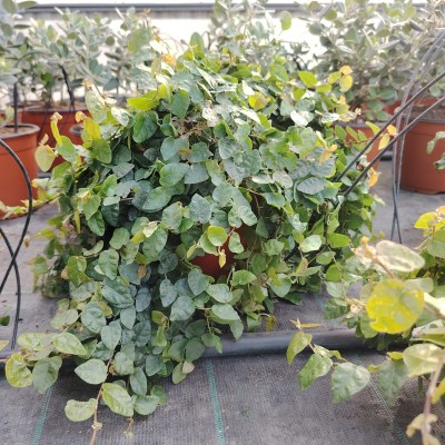 ficus pumila