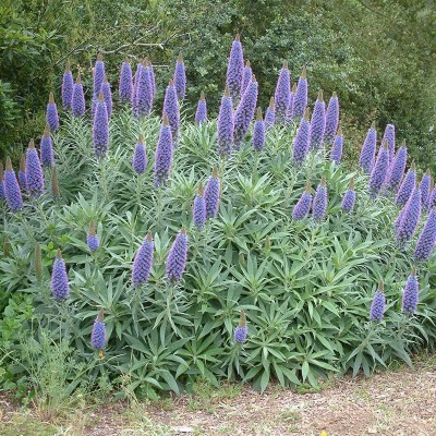Echium Fastuosum - Echium cadicans