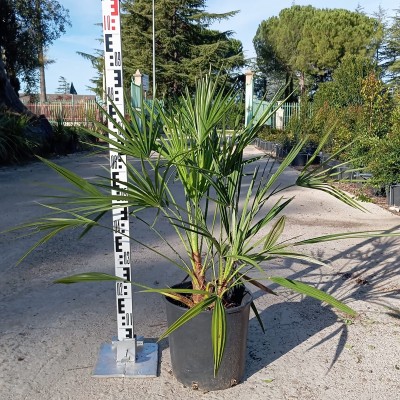 Pianta Chamaerops Humilis - Piante da esterno - Palmizi