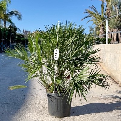 Pianta Chamaerops Humilis - Piante da esterno - Palmizi
