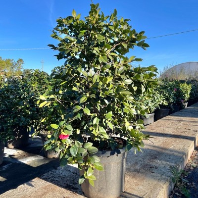 Pianta Camelia Japonica - Cespugli fioriti