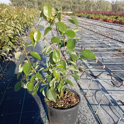 Pianta Canfora - Siepi da giardino