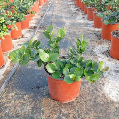 carissa grandiflora natal plum