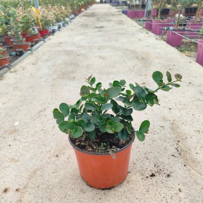 natal plum carissa macrocarpa