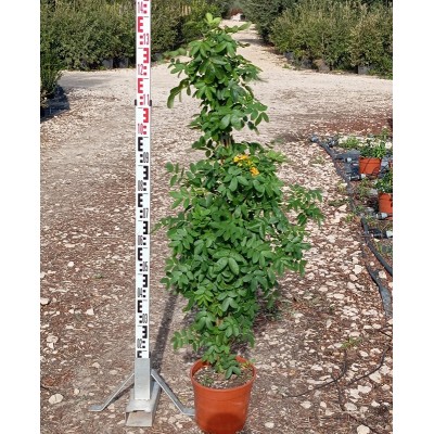 Pianta Cassia Floribunda - Cespugli fioriti