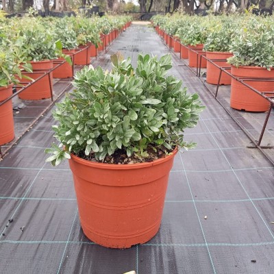 Pianta Convolvolo Cneorium - Cespugli fioriti