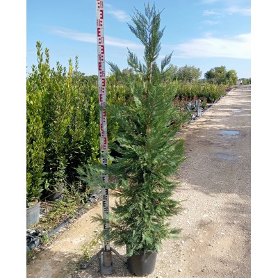 cupressocyparis leylandii