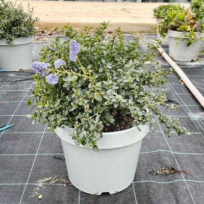 Pianta Ceanothus Thyrsifolia Repens - Piante tappezzanti