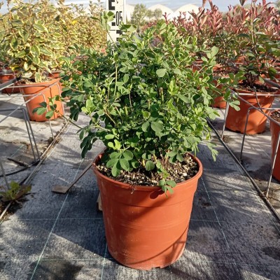 Pianta Coronilla Valentina - Cespugli fioriti