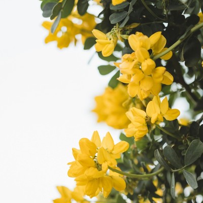 Coronilla Valentina