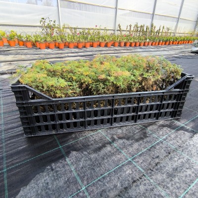 40pz Pianta Artemisia abrotanus - Piante da ricoltivare