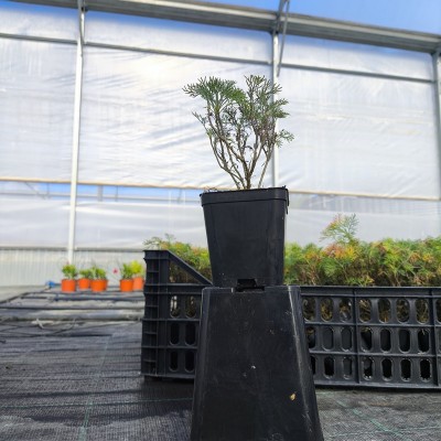 40pz Pianta Artemisia abrotanus - Piante da ricoltivare