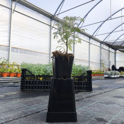 40pz Pianta Artemisia Absinthium - Piante da ricoltivare