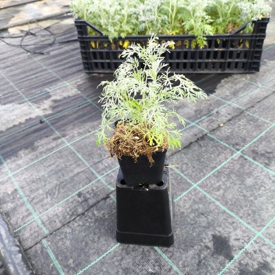 40pz Pianta Artemisia Absinthium - Piante da ricoltivare