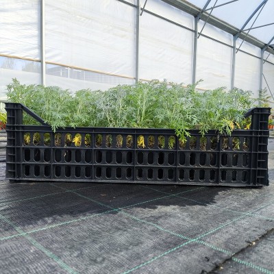 40pz Pianta Artemisia Absinthium - Piante da ricoltivare