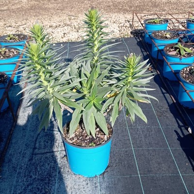 Pianta Echium Fastuosum - Cespugli fioriti