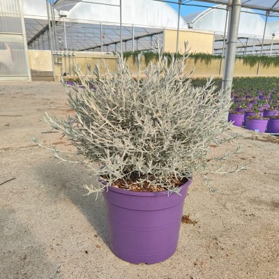 Pianta Eremophila Nivea - Cespugli fioriti