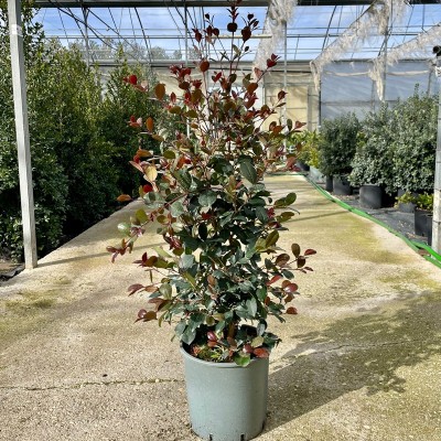 Eugenia Etna Fire