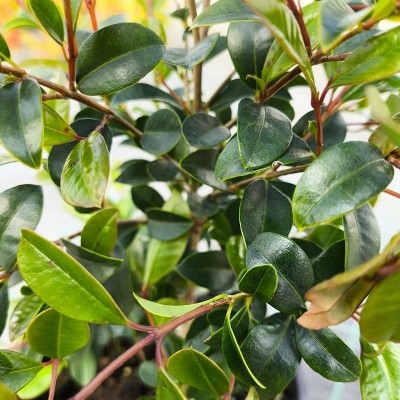 Pianta Eugenia Newport - Siepi da giardino