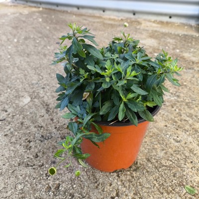 Pianta Erigeron Karvinskianus - Piante tappezzanti