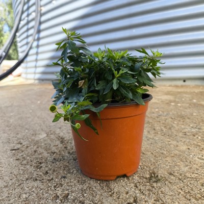 Pianta Erigeron Karvinskianus - Piante tappezzanti