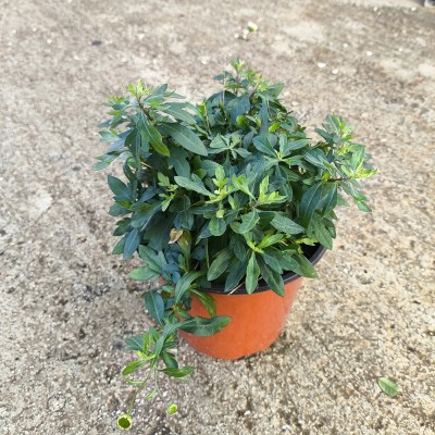 erigeron karvinskianus plants