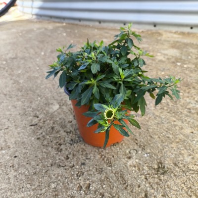 Pianta Erigeron Karvinskianus - Piante tappezzanti