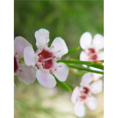 Pianta Wax Flower in Vaso...