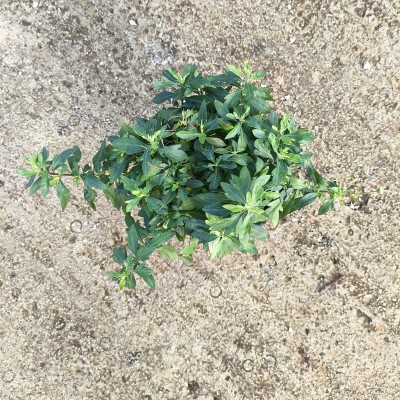 Pianta Erigeron Karvinskianus