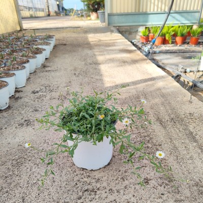 Pianta Erigeron Karvinskianus - Piante tappezzanti