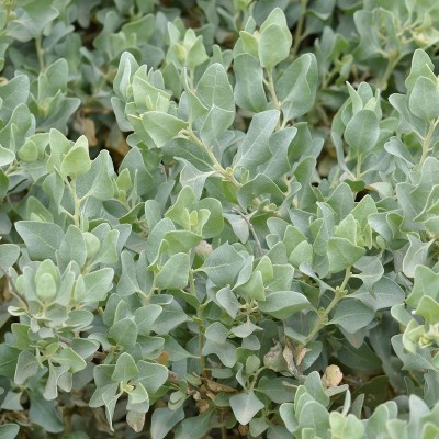 40pz Pianta Atriplex - Piante da ricoltivare - Siepi