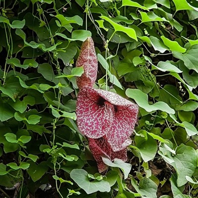 40pz Pianta Aristolochia Gigantea - Rampicanti