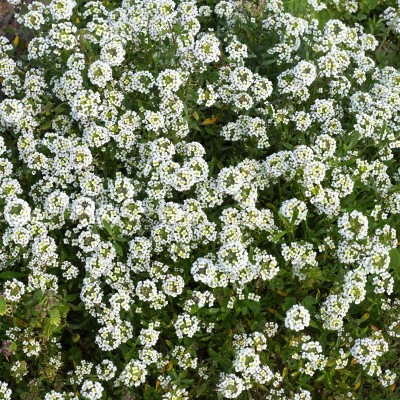 40pz Pianta Achillea Millefolium - Cespugli