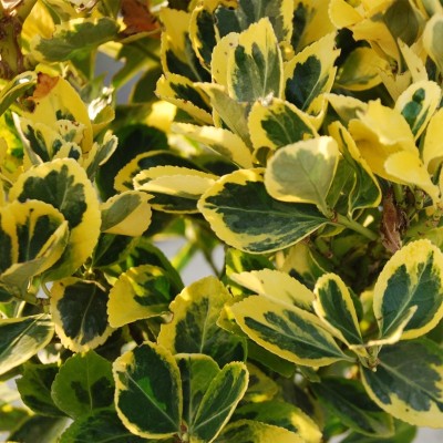 euonymus plant