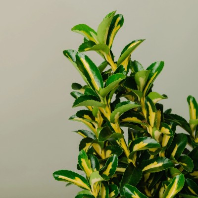 pianta euonymus japonico livornese