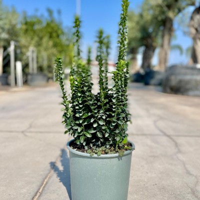 euonymus