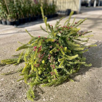 Grevillea lanigera ‘Mount Tamboritha’