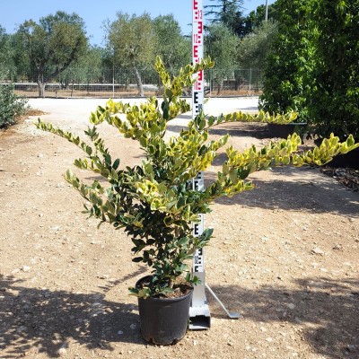 Pianta Ligustro Texano Variegato - Siepi da giardino