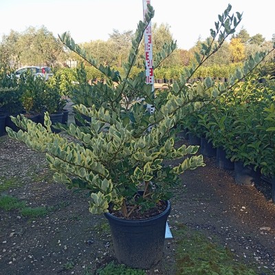 Pianta Ligustro Texano Variegato - Siepi da giardino