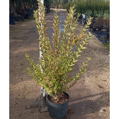 albero di ligustro