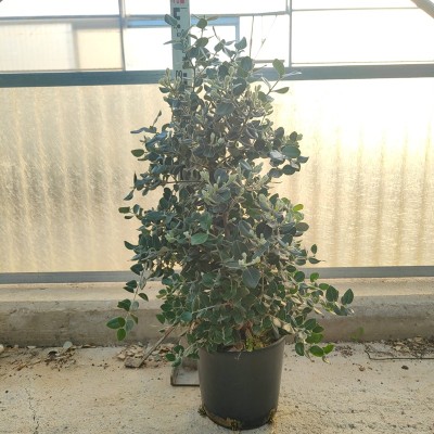 Pianta Metrosideros Excelsa - Siepi da giardino