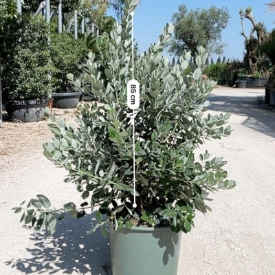 Metrosideros Excelsa