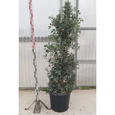 Metrosideros Excelsa