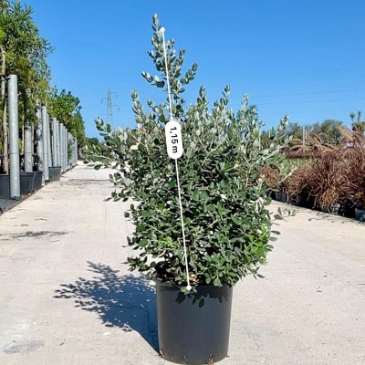 Metrosideros Excelsa