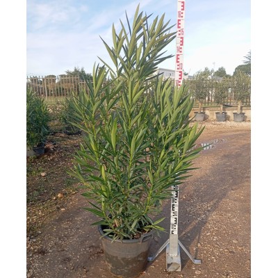 nerium oleander plant