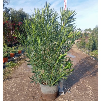 nerium oleander oleander